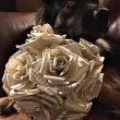 Cabbage Rose